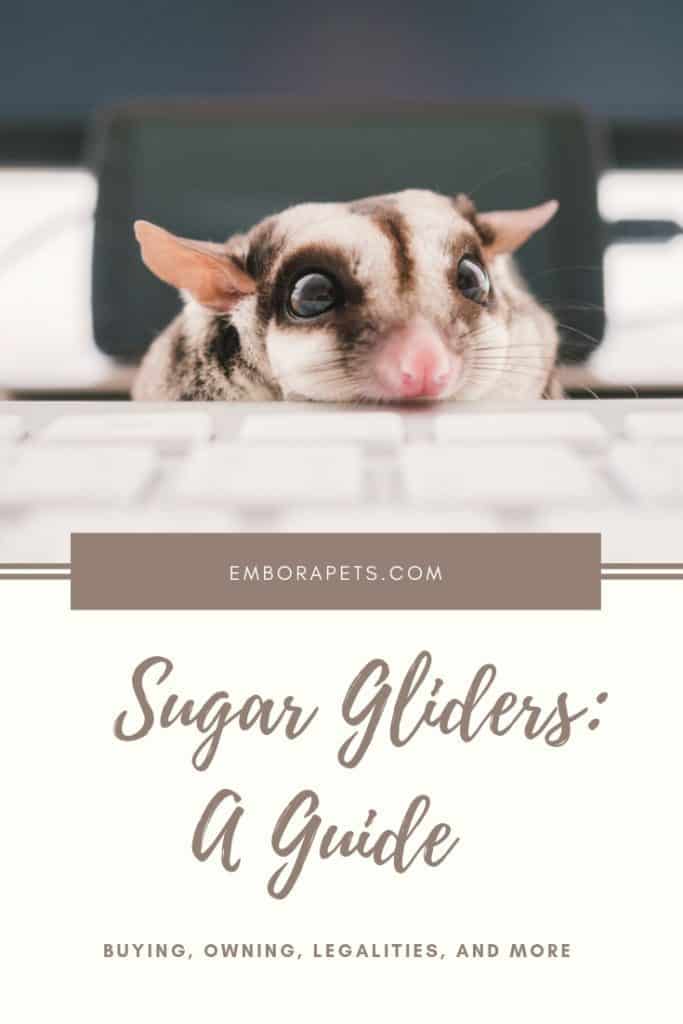 Beagle Mixes 3 Sugar Gliders as Pets: Cost to Buy, Legalities, Dangers, and More Info