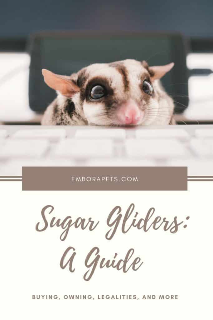 sugar glider price