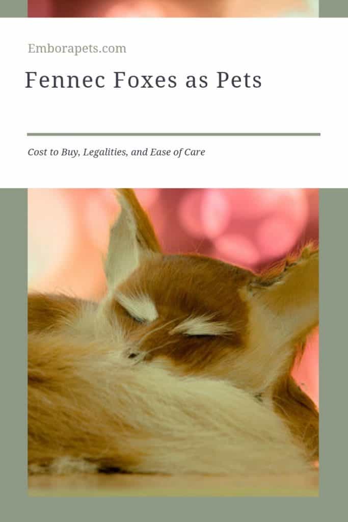 Beagle Mixes 5 Fennec Foxes as Pets: Cost to Buy, Legalities, and Ease of Care