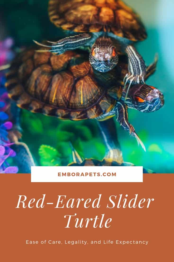 Red-Eared Sliders as Pets: Ease of Care, Legality, and Life Expectancy ...