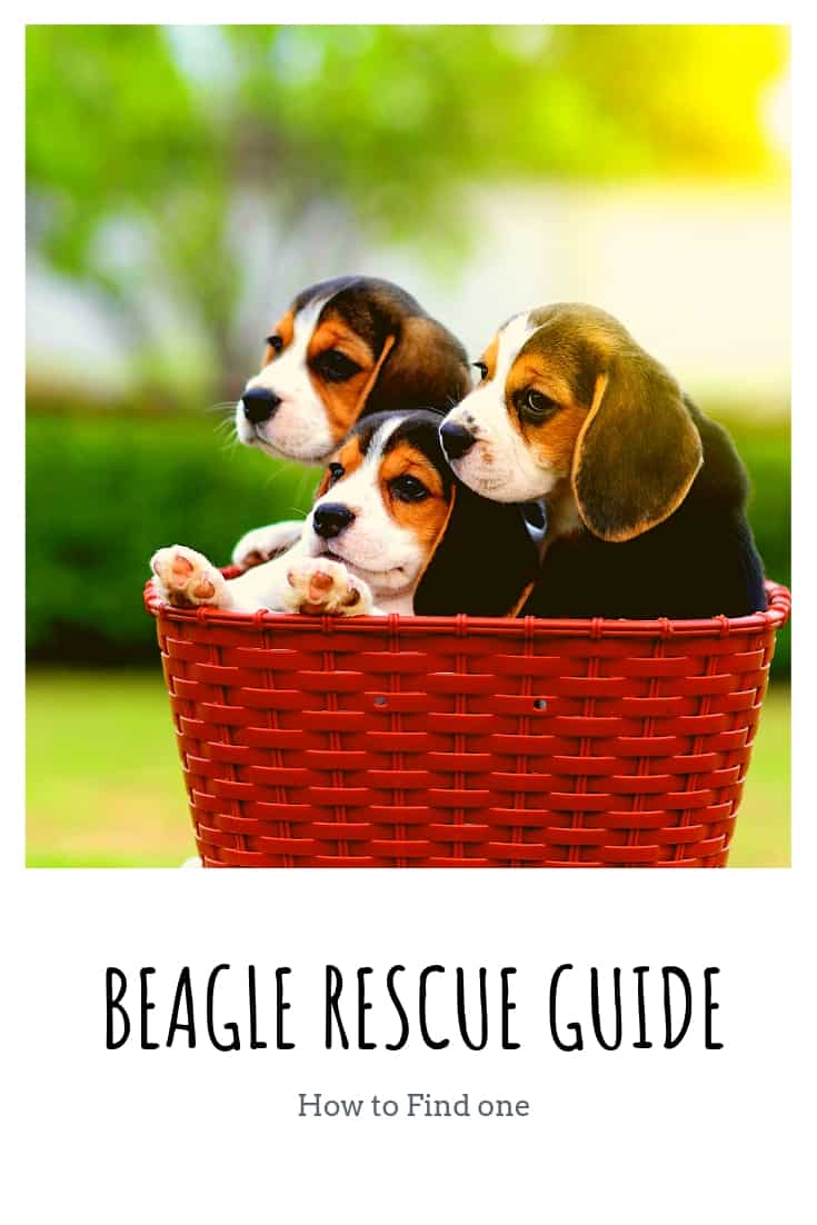 Beagle Rescue Guide: How to Find One, and What it Will Be Like - Embora ...