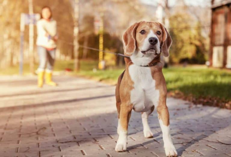 Beagle/Retriever Mix: A Complete Guide to This Great Dog Breed