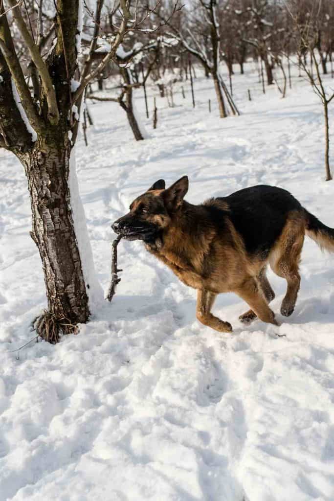 Can German Shepherds stay outside in the cold?