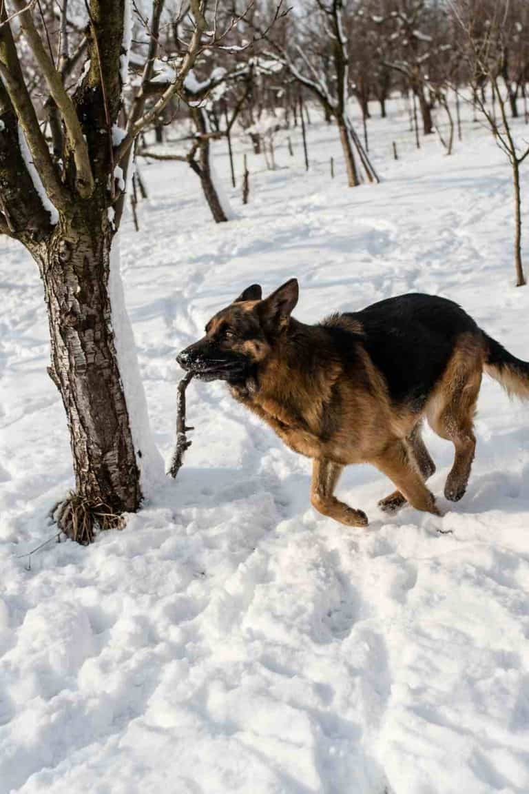 Can German Shepherds Stay Outside In The Cold? - Embora Pets