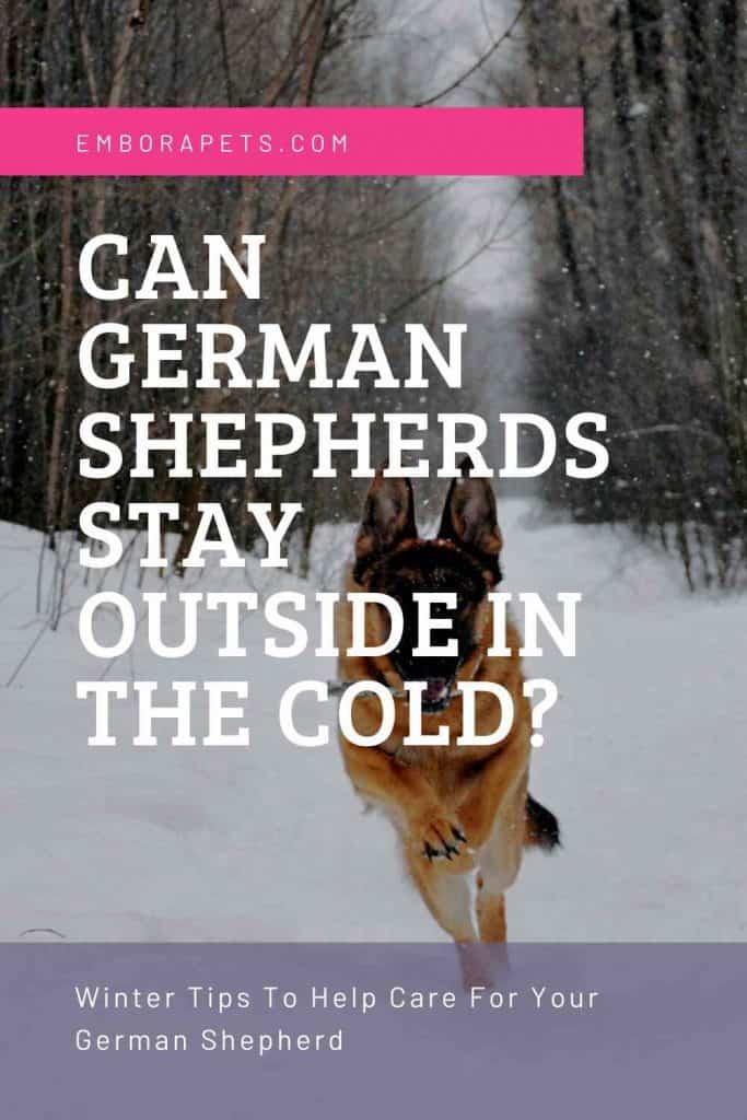 Can German Shepherds Stay Outside In The Cold? Embora Pets