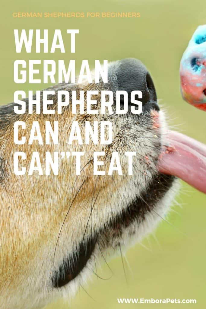 Dream Wedding 5 The Ultimate Guide to What German Shepherds Can (And Can't) Eat