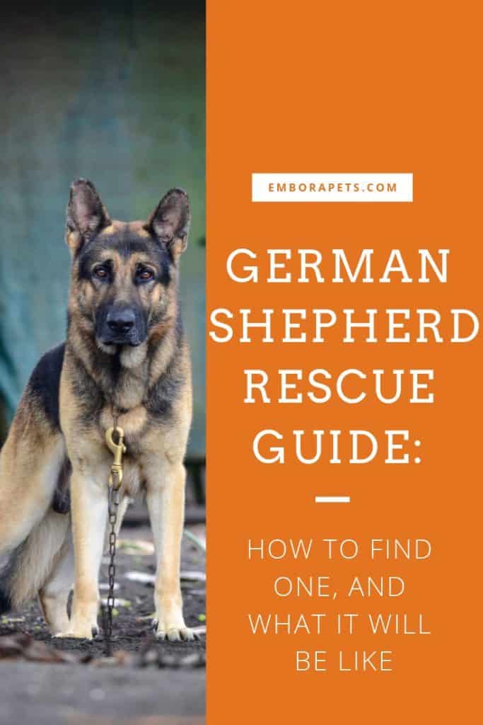 German Shepherd Rescue Guide German Shepherd Rescue Guide: How to Find One, and What it Will Be Like