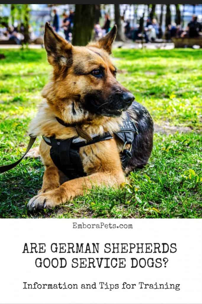 German Shepherd Service Dog Are German Shepherds Good Service Dogs?