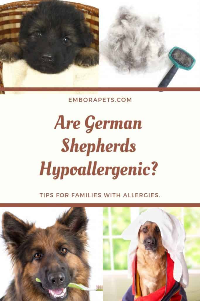 Are German Shepherds Hypoallergenic