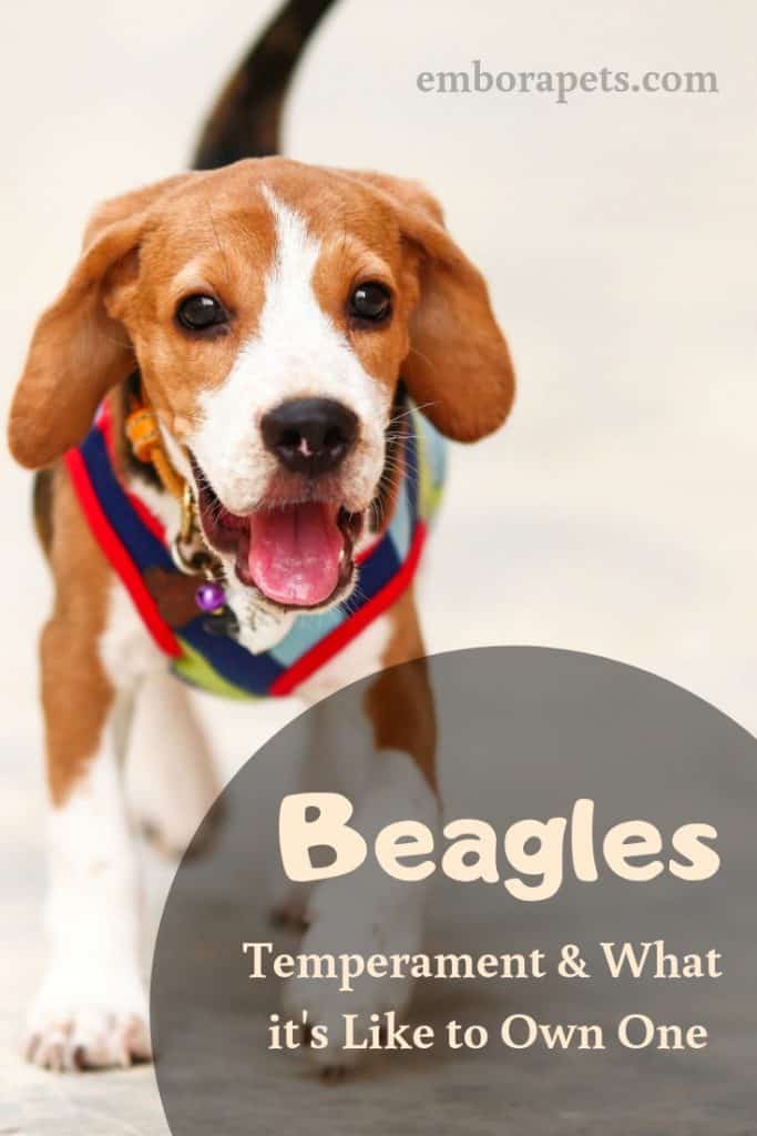 Text placeholder 7 Beagle Temperament: What's it Like Owning One?