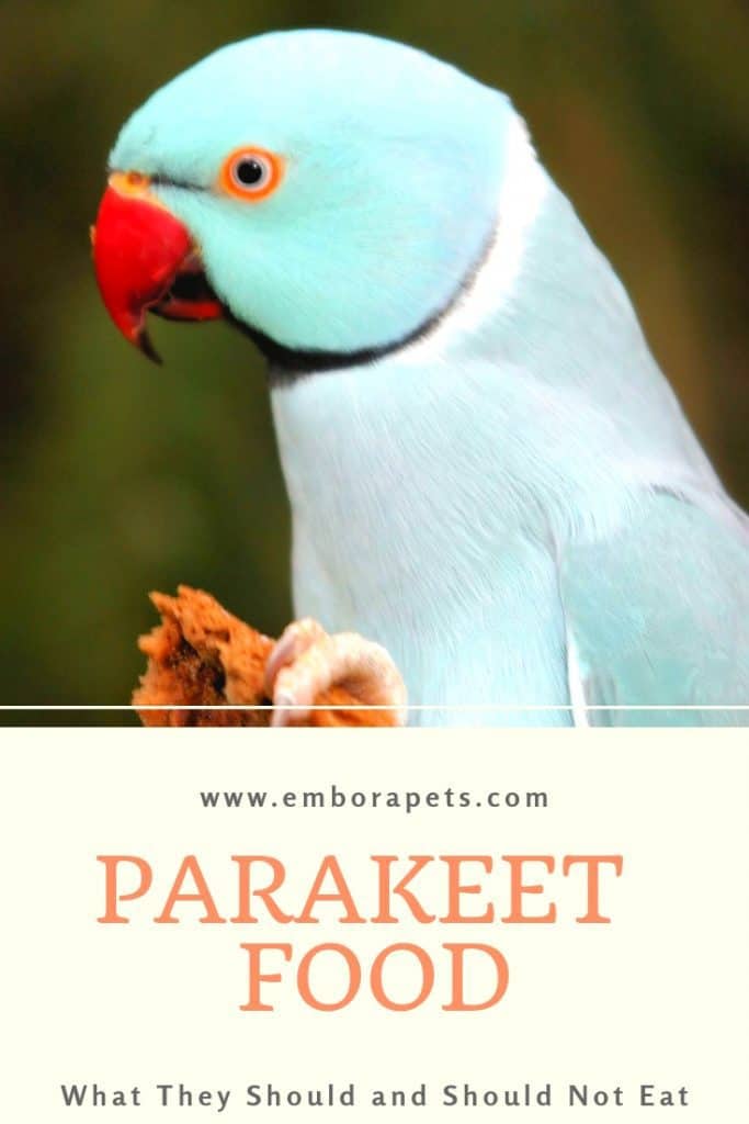 Tips and Tricks from SayHi DIY.com 2 A Complete List of Foods Parakeets Can Eat (And What They Shouldn't)