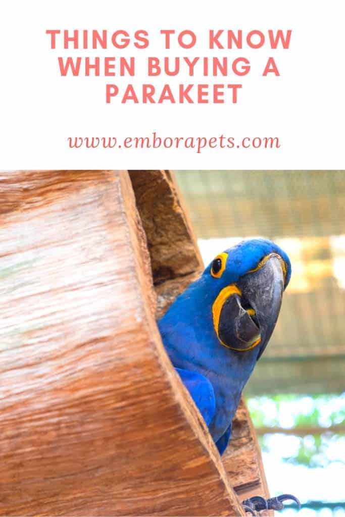 Tips and Tricks from SayHi DIY.com 3 Buying Parakeets at Petsmart: 5 Things to Know Before You Buy