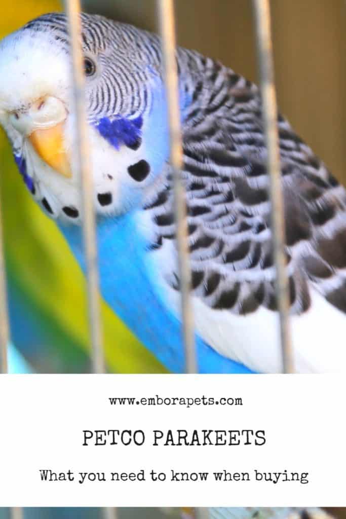 Tips and Tricks from SayHi DIY.com 5 Petco Parakeets: 9 Things to Know Before You Buy
