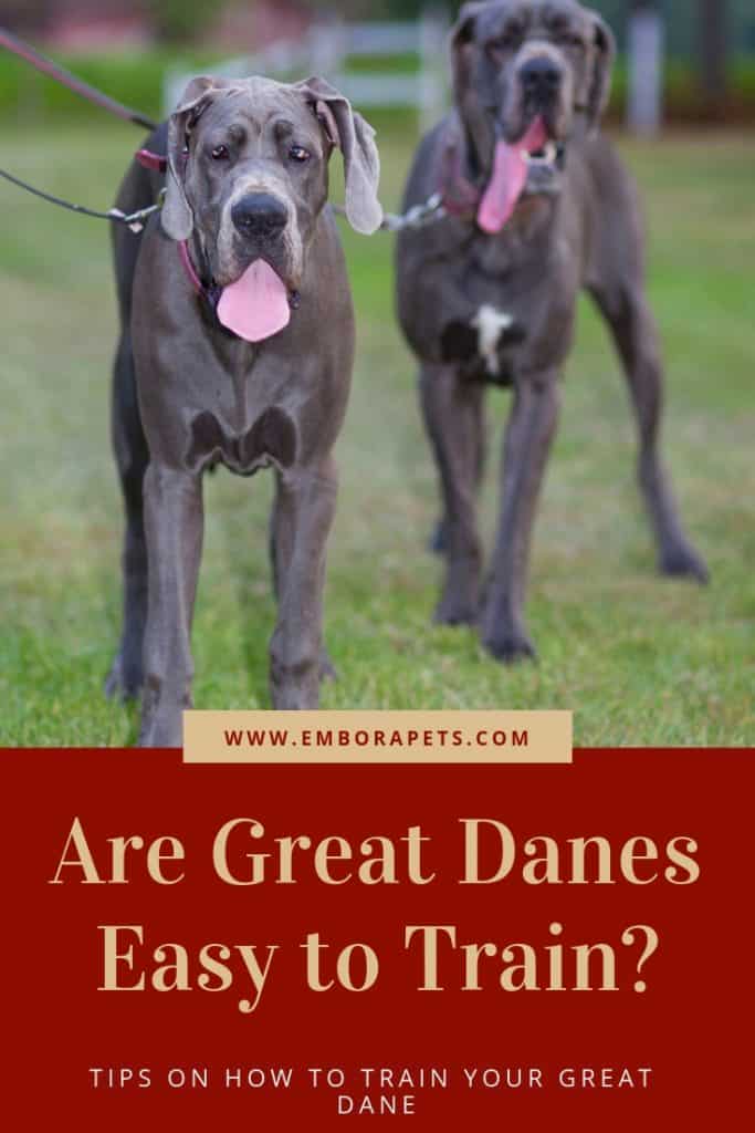 Tips and Tricks from SayHi DIY.com 6 Are Great Danes Easy to Train?