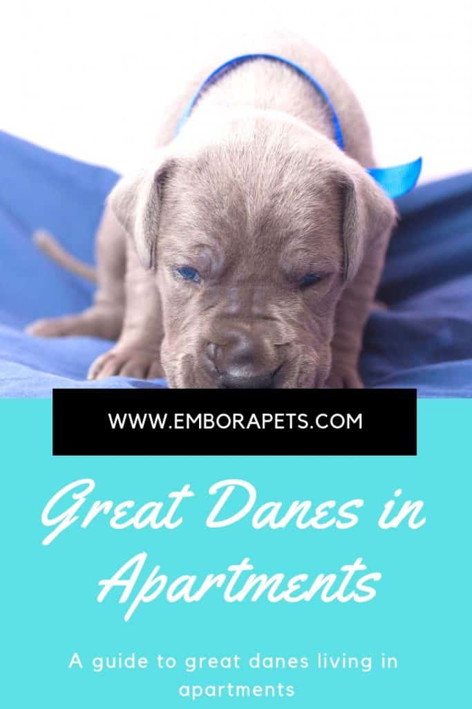 Tips and Tricks from SayHi DIY.com 7 Can Great Danes Live in Apartments? A Complete Guide