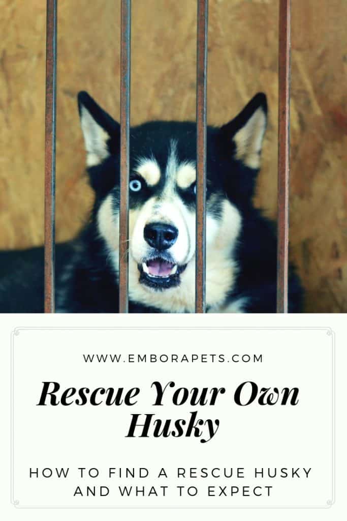 Tips and Tricks from SayHi DIY.com Husky Rescue Guide: How to find one, and what it will be like