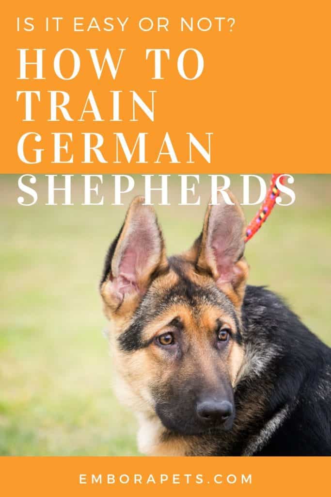 Training German Shepherds Are German Shepherds Easy to Train? (Answered!)