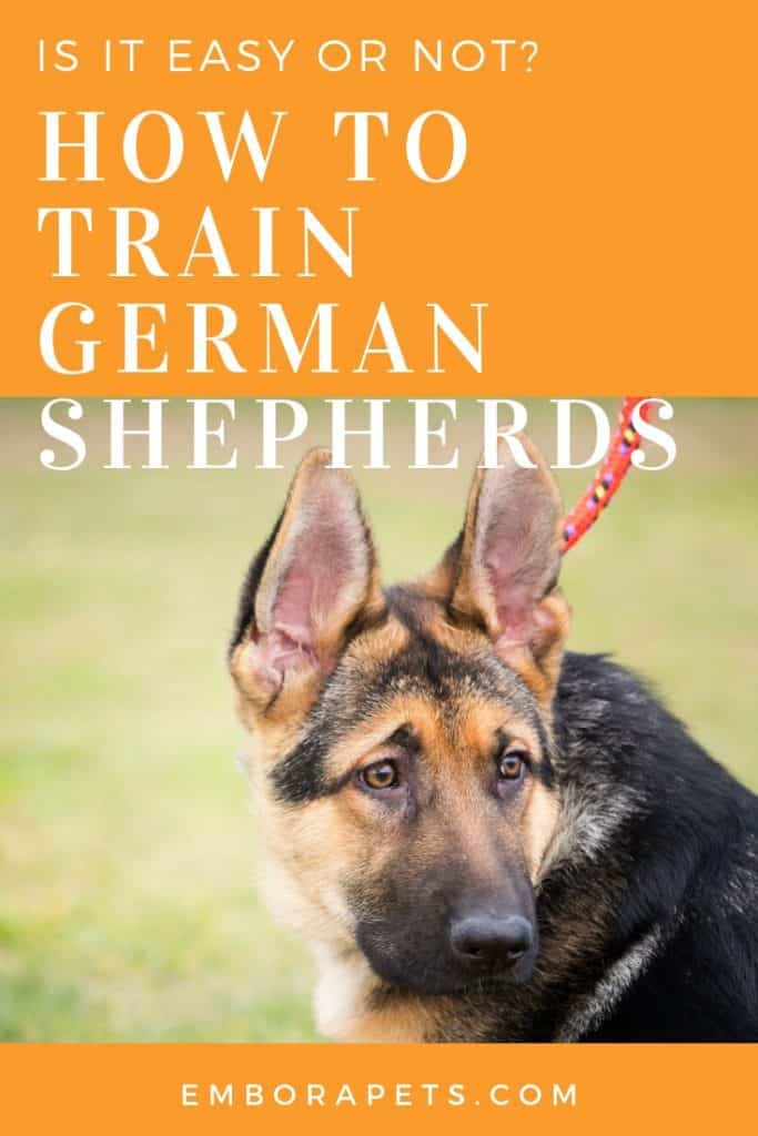 Are German Shepherds Easy to Train