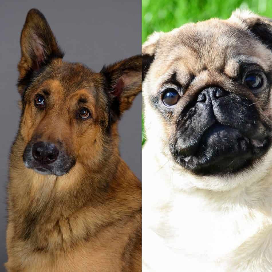 pug cross german shepherd