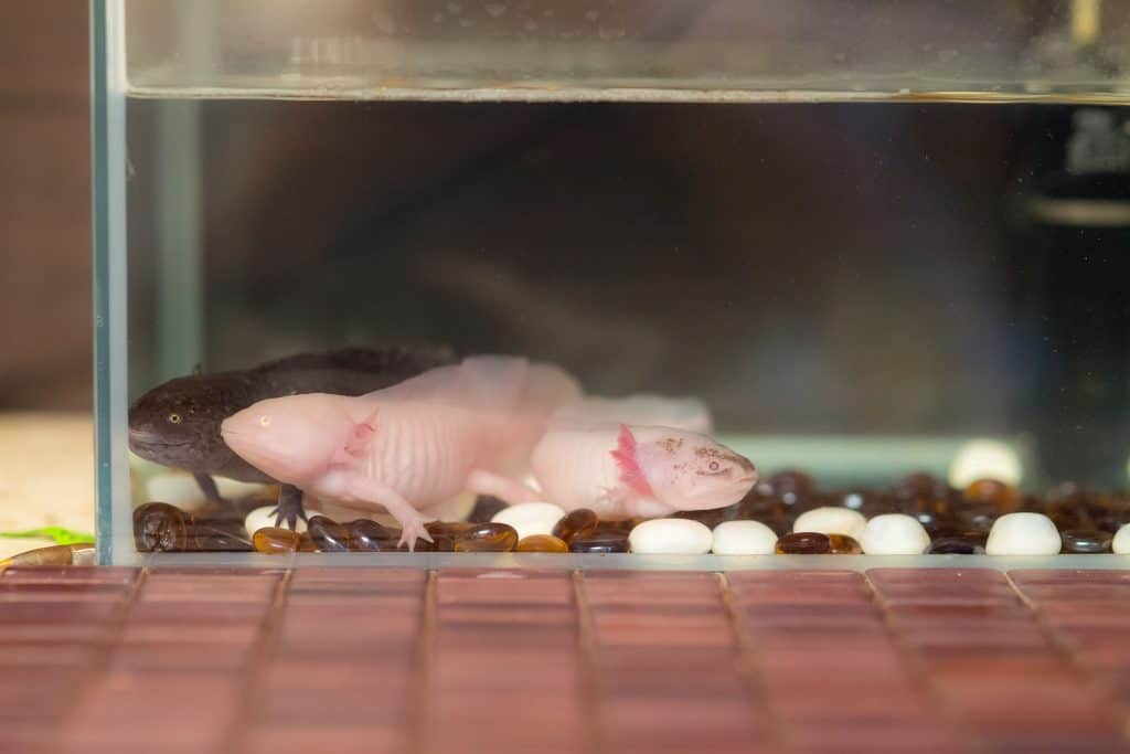 axolotl for sale petsmart