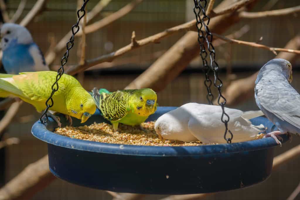 What Do Parakeets Eat? And What Shouldn't Parakeets Eat? 4 A Complete List of Foods Parakeets Can Eat (And What They Shouldn’t) Fruits a parakeet can eat that provide important nutrients and vitamins include Apples, Oranges, Bananas, Grapes, Coconut, Pineapple, Mango, Apricots, Cherries, Blueberries, Blackberries, Melons, and Strawberries.