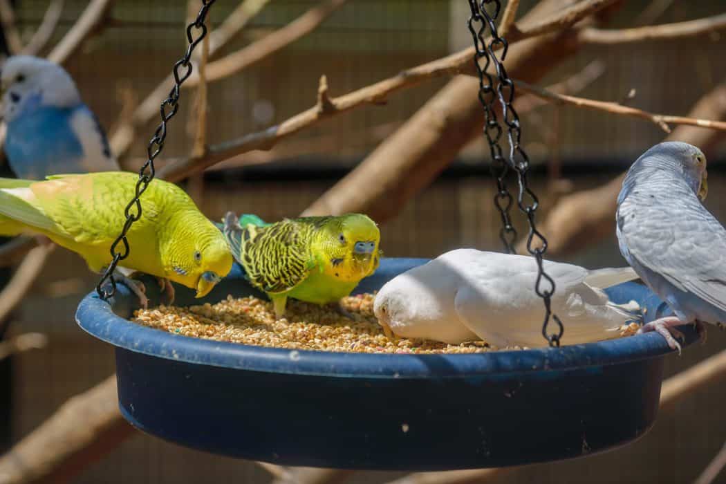 What Do Parakeets Eat? And What Shouldn't Parakeets Eat? Embora Pets