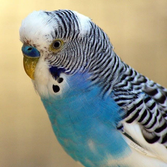 dried fruit for parakeets