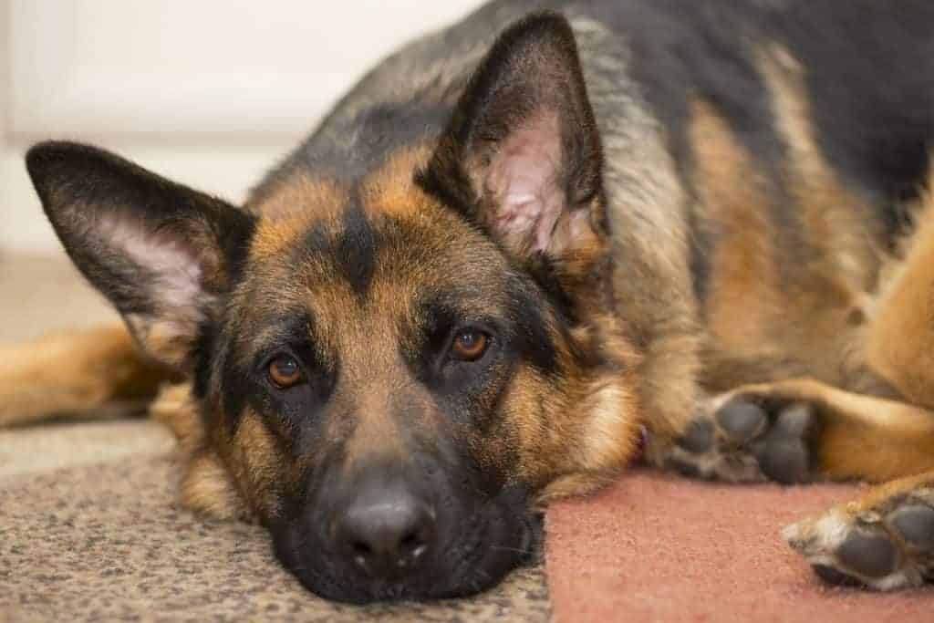 how long are german shepherds in heat