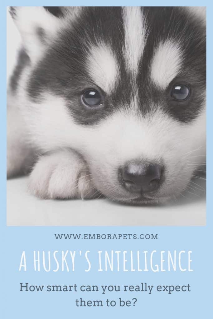 www.emborapets.com 1 Husky Intelligence: How Smart Can You Expect Them to Be?