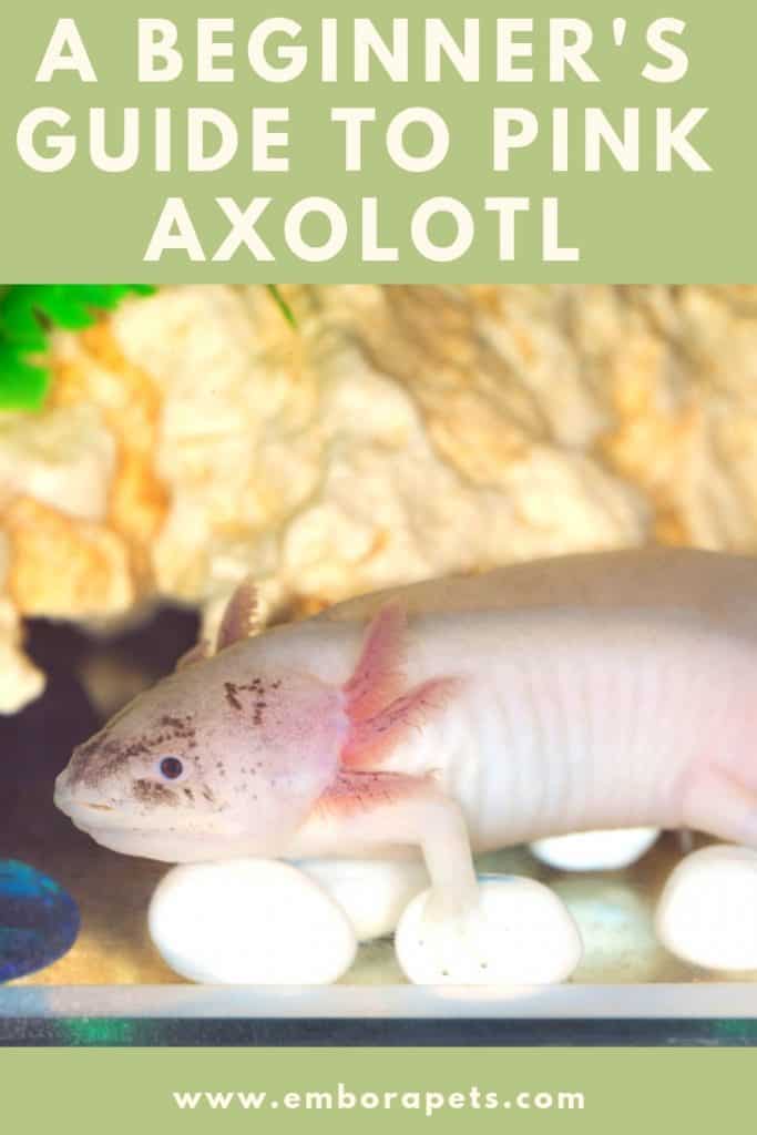 www.emborapets.com Pink Axolotl: A Beginner's Guide with Pics, Cost to Buy, and Care Info