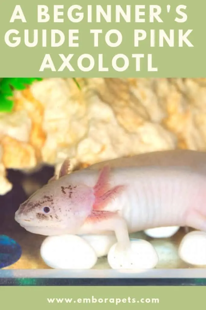 Pink Axolotl A Beginner S Guide With Pics Cost To Buy And Care Info Embora Pets