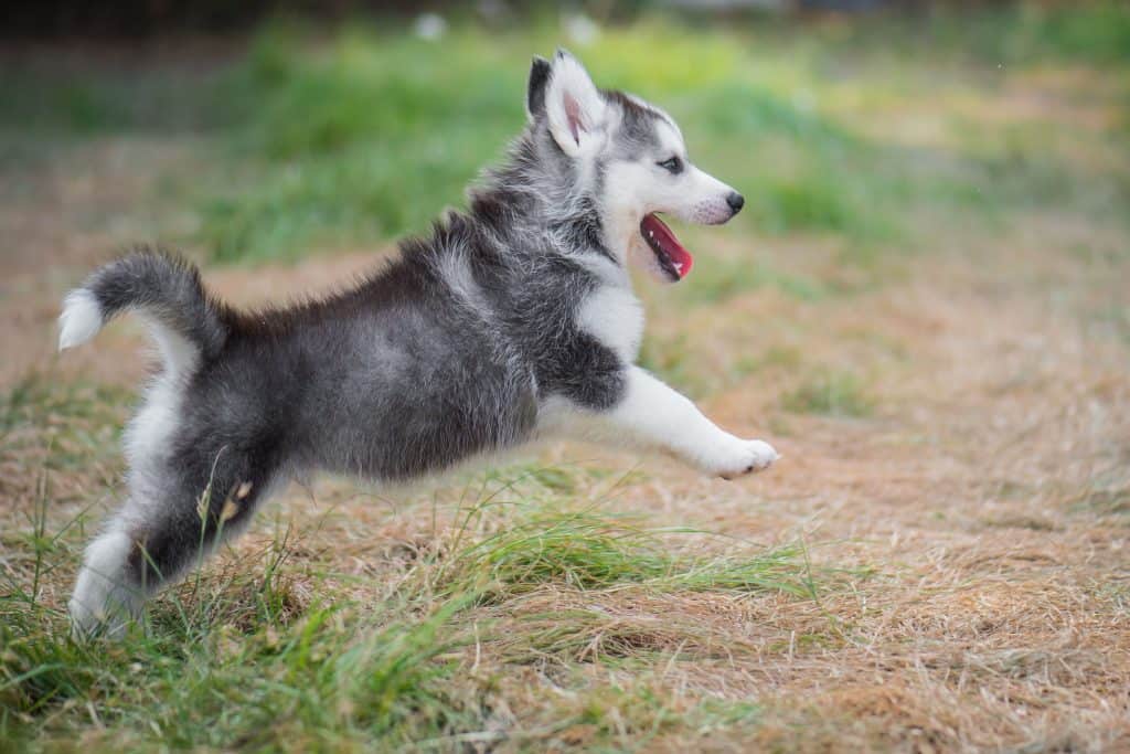 How High Can Huskies Jump Embora Pets