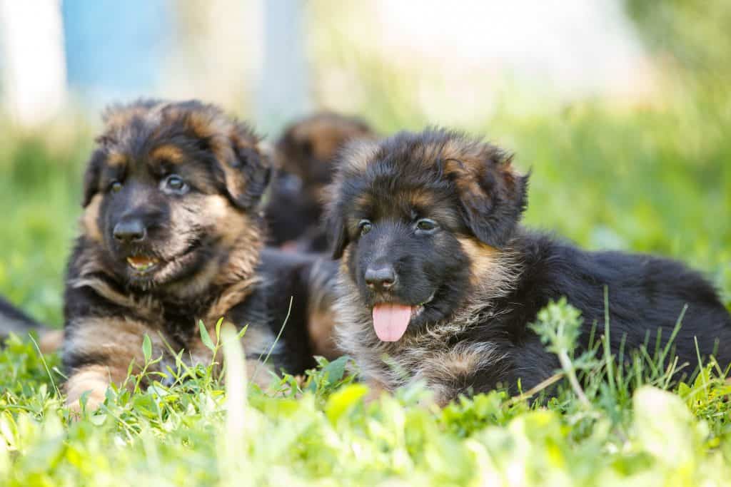 $200 german shepherd puppies near me