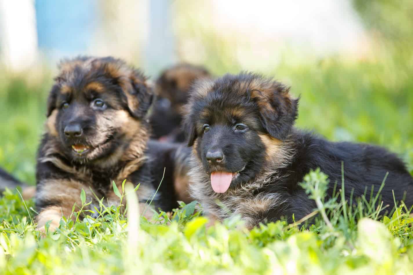 Best Age to Breed a New German Shepherd 