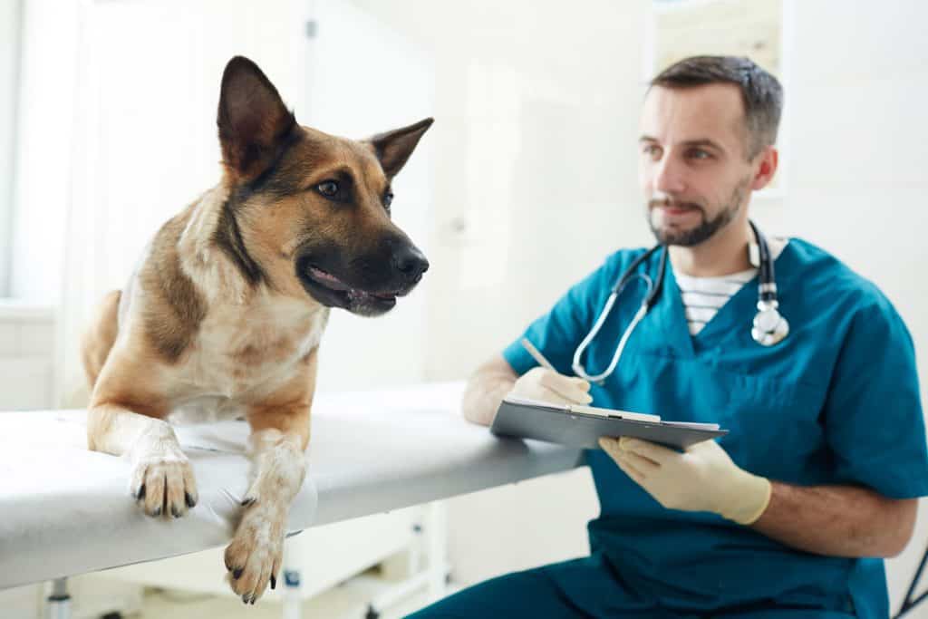 when should you spay a german shepherd