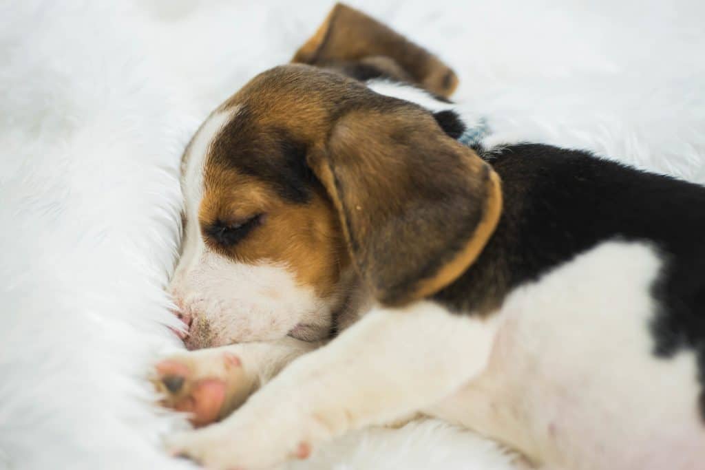 why do beagles sleep so much