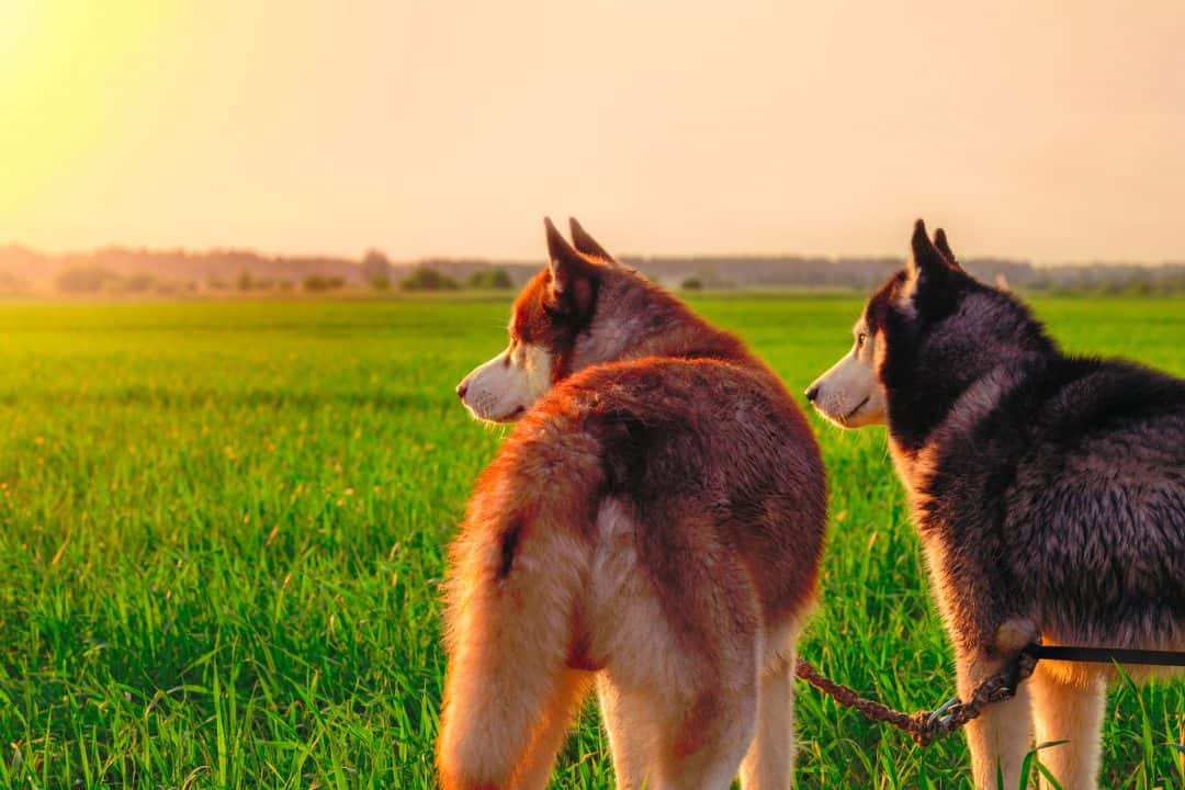 Are Huskies Hypoallergenic? Tips for Families with Allergies Embora Pets