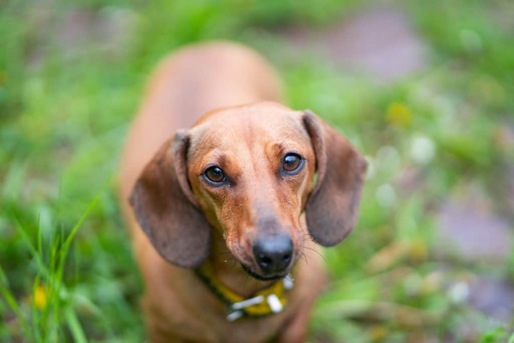 105109708 m What Do Dachshunds Eat? The Ultimate Guide!