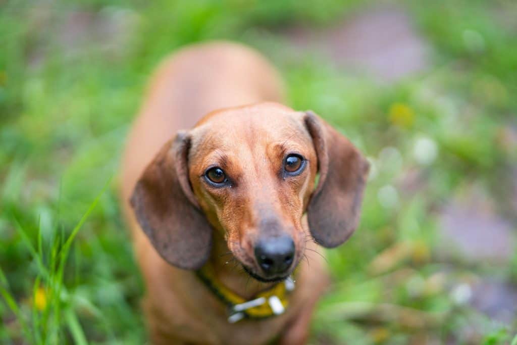 best dog treats for miniature dachshunds