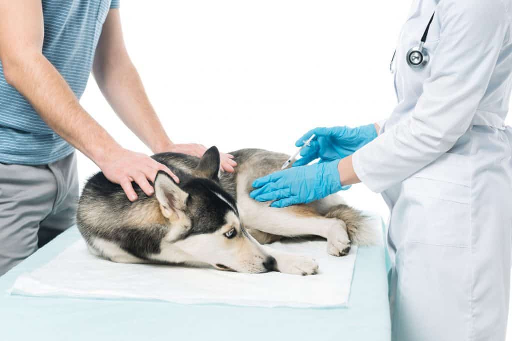 106593036 m Huskies as Pets: Costs, Life Expectancy, and Temperament