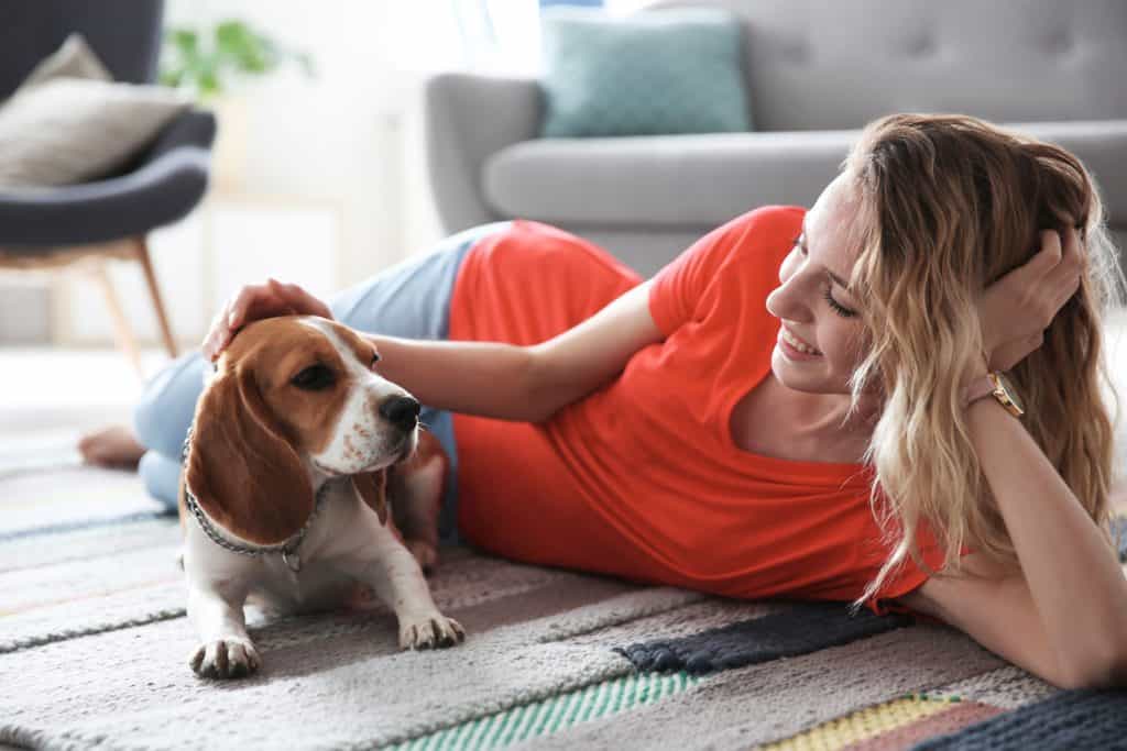 106840209 m Can Beagles Live in Apartments? A Complete Guide.