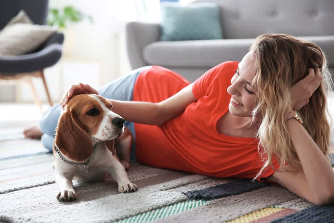 Can Beagles Live in Apartments? A Complete Guide. Embora Pets