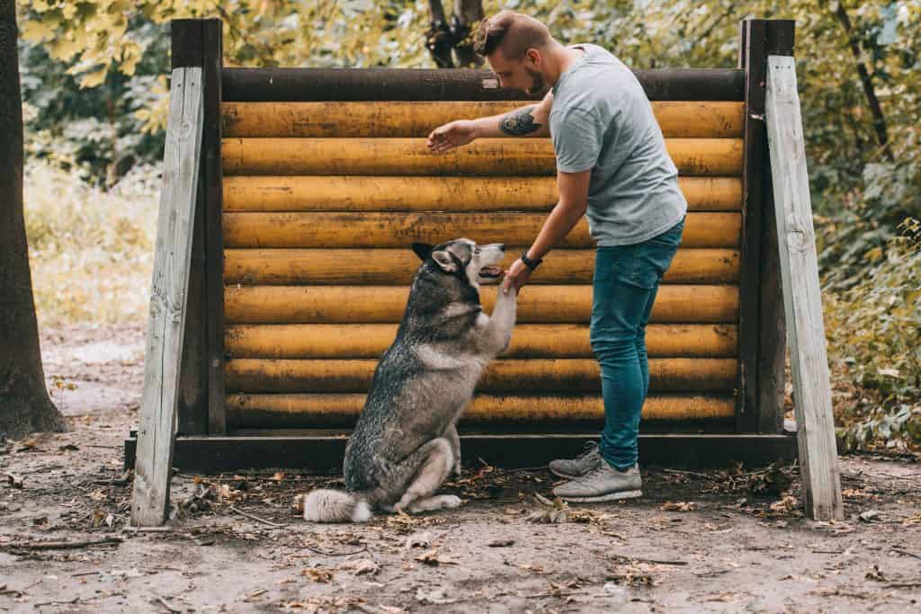 can a husky jump a 6ft fence