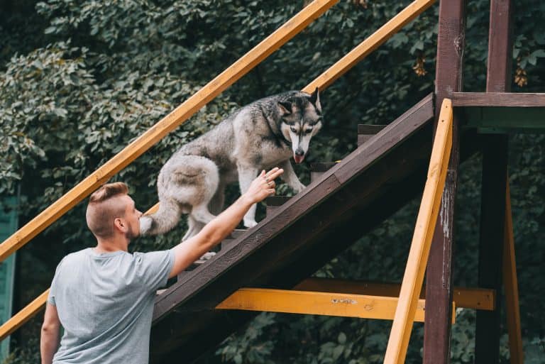 Can Huskies Climb Stairs?