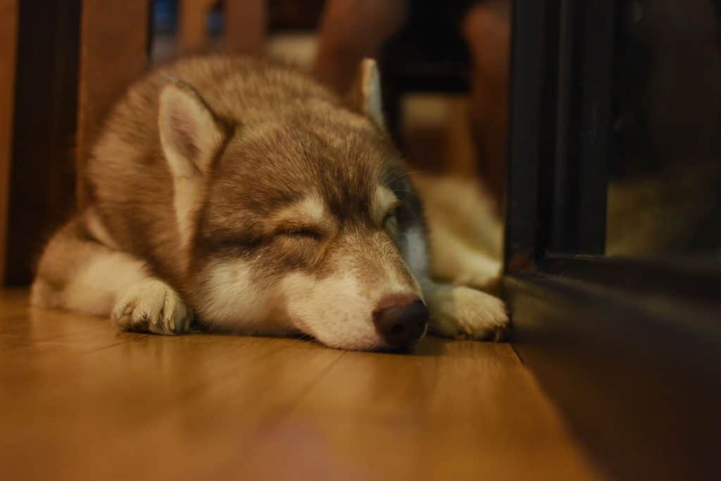 how do huskies sleep