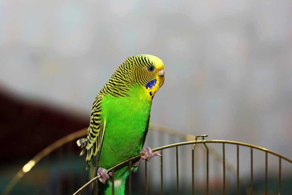 113027622 l How Much Do Pet Parakeets Cost? What About the Accessories?