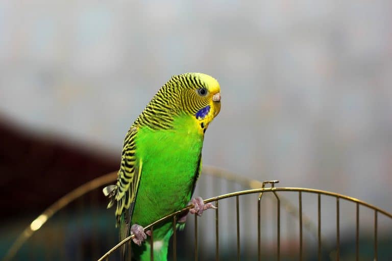 How Much Do Pet Parakeets Cost? What About the Accessories? Embora Pets