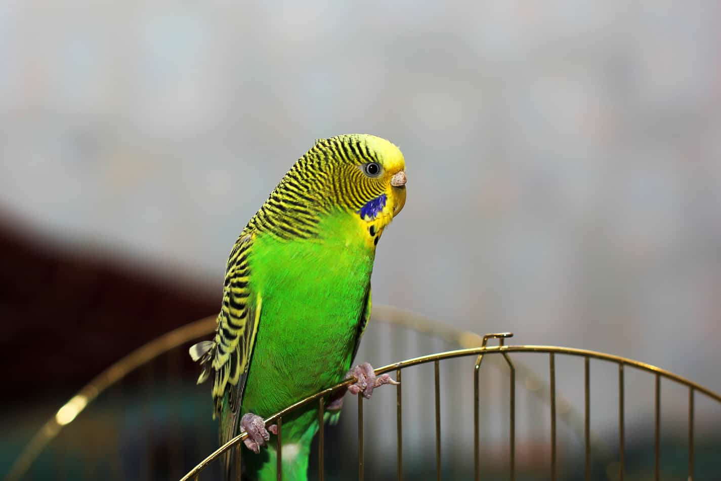 How Much Do Pet Parakeets Cost? What About the Accessories? Embora Pets