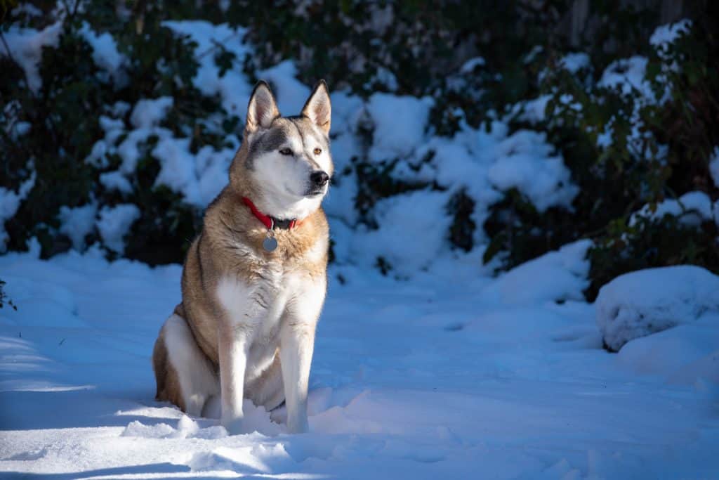 female husky size