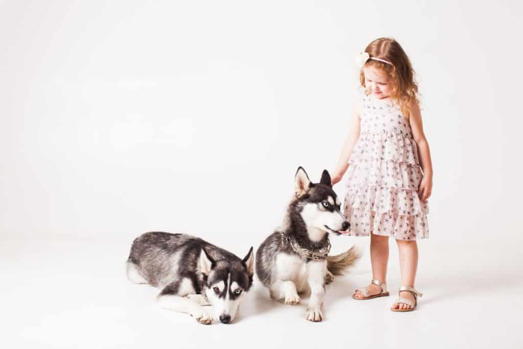 are miniature siberian huskies hypoallergenic